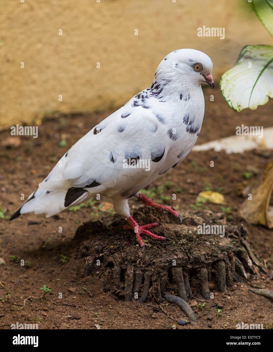 white pigeon on flowering background Stock Photo