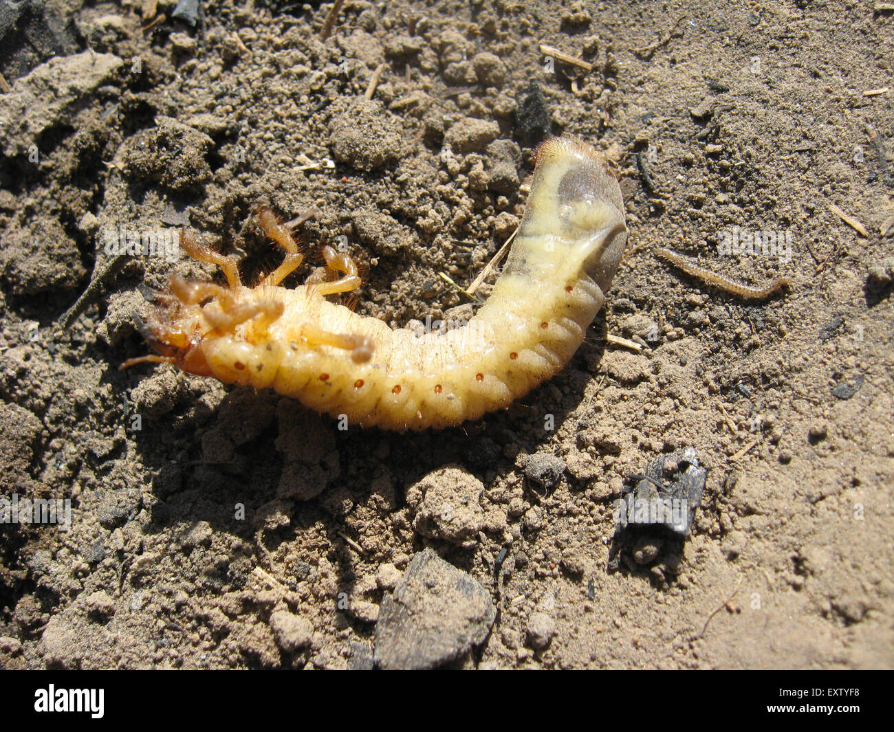 larva of may-bug on laying on the ground Stock Photo