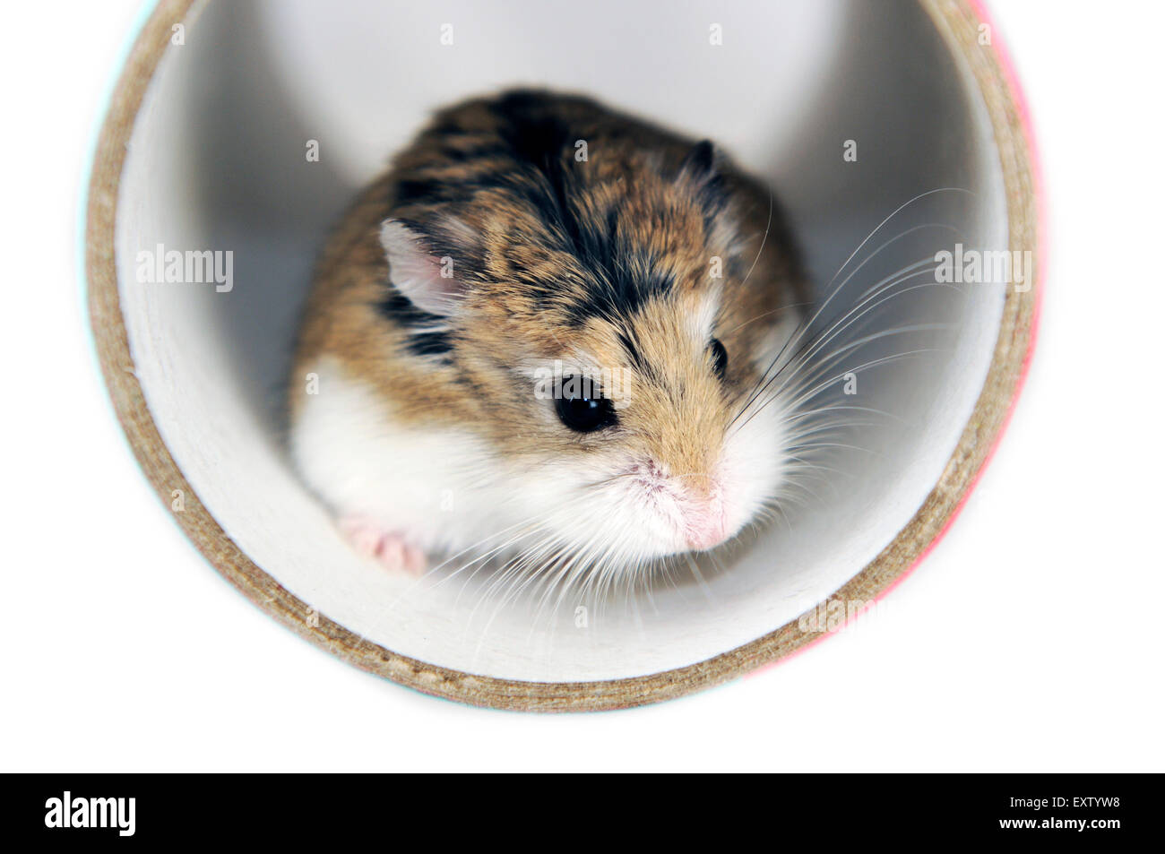 Pet roborovski hamster (phodopus roborovskii), in playtunnel Stock Photo