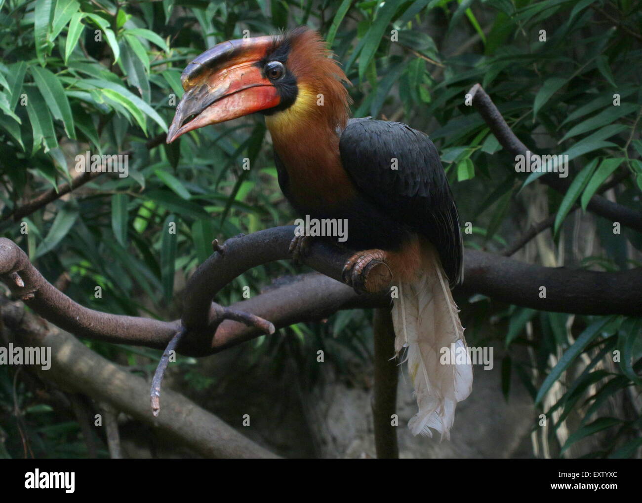 Male Asian Rufous hornbill (Buceros hydrocorax), also known as Philippine hornbill perched in a tree Stock Photo