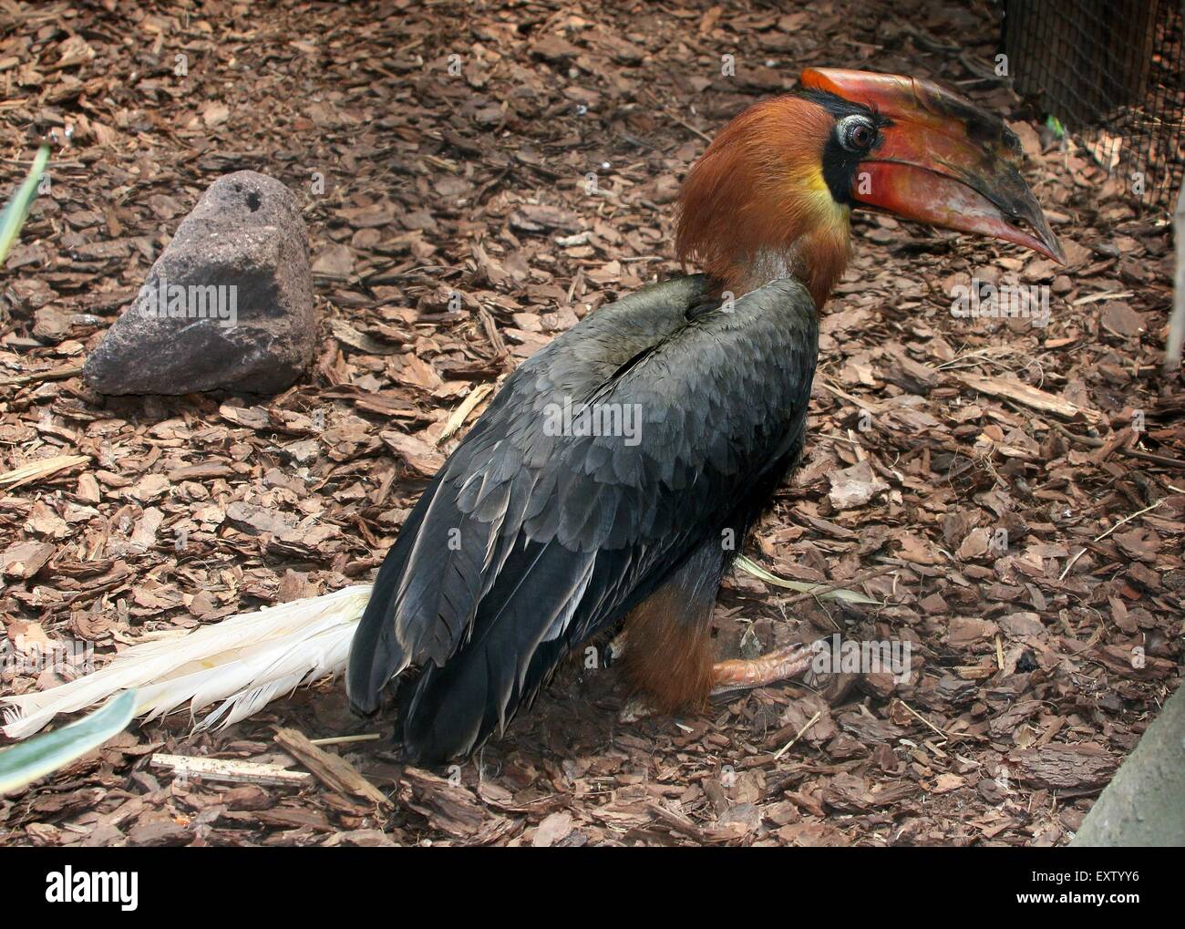 Asian Rufous hornbill (Buceros hydrocorax), also known as Philippine hornbill - captive bird, cage visible in right corner Stock Photo