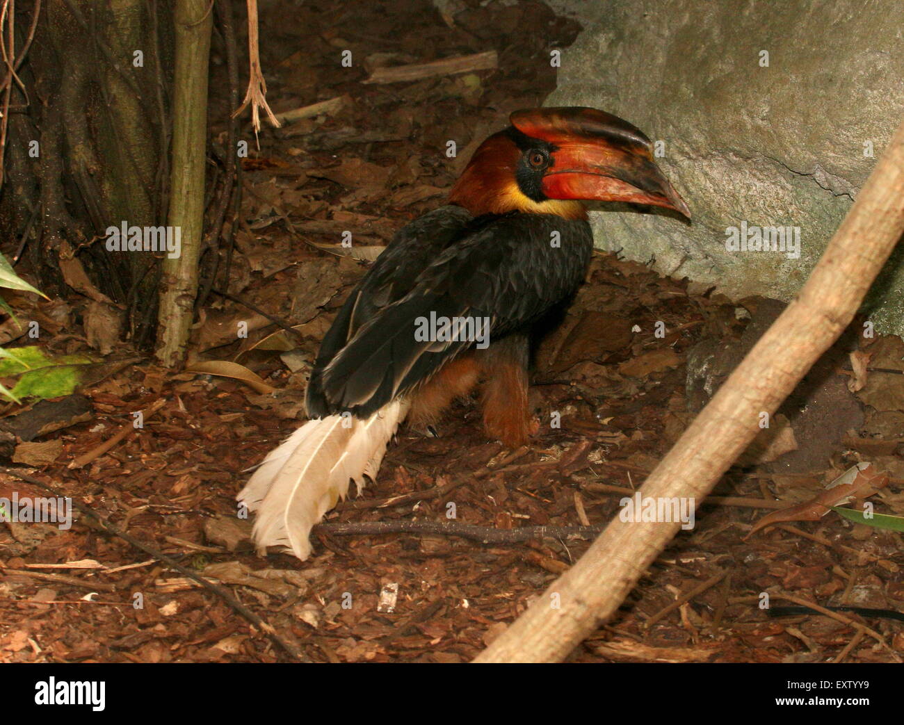 Male Asian Rufous hornbill (Buceros hydrocorax), also known as Philippine hornbill foraging on the forest floor Stock Photo