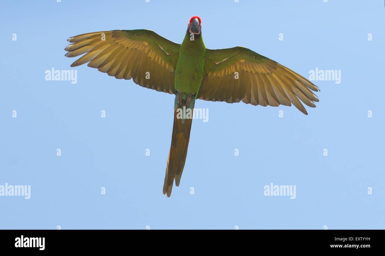 South American Military macaw (Ara militaris) in flight, flying right overhead Stock Photo