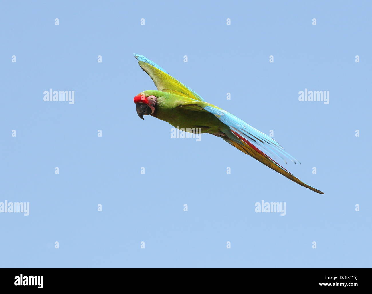 South American Military macaw (Ara militaris) in flight Stock Photo