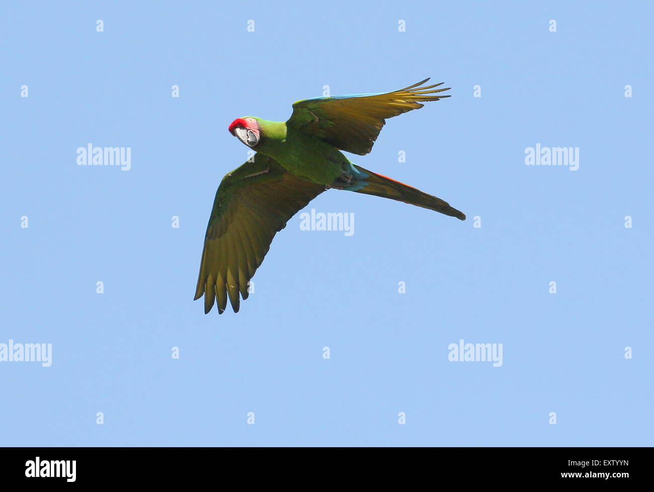 Military macaw (Ara militaris) in flight, native to Mexico and Northern South America Stock Photo