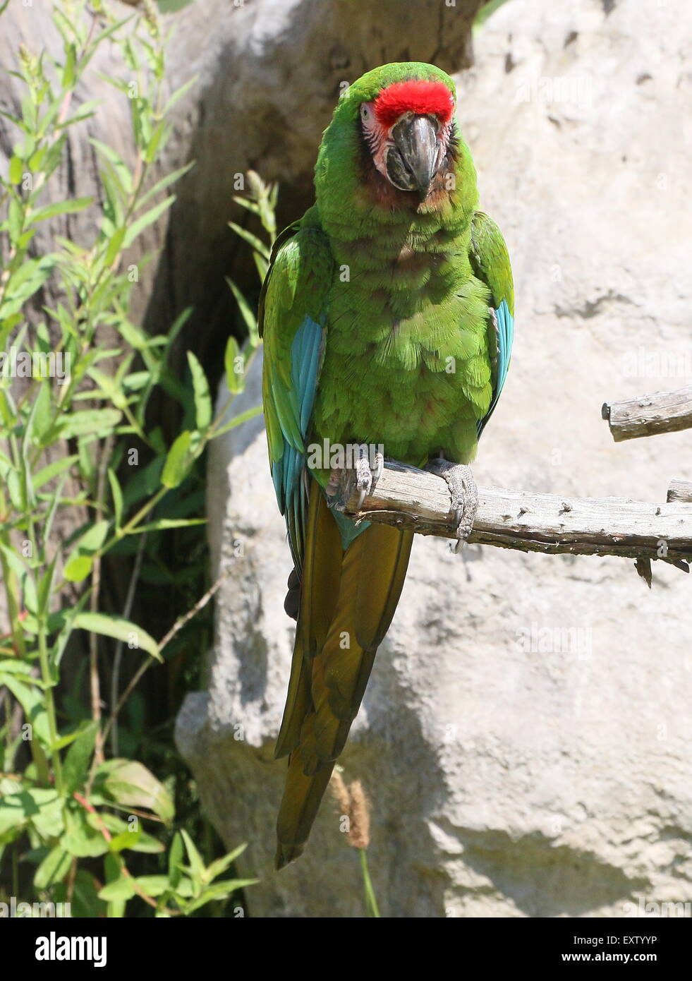 South American Military macaw (Ara militaris) perching at Rotterdam Blijdorp Zoo Stock Photo