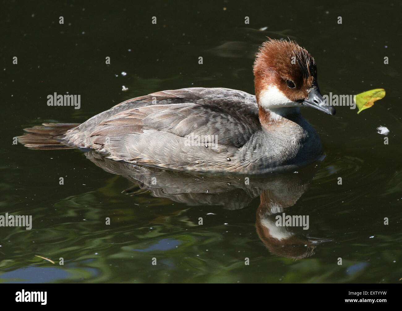 Female European Smew (Mergellus albellus), a.k.a. Redhead smew Stock Photo