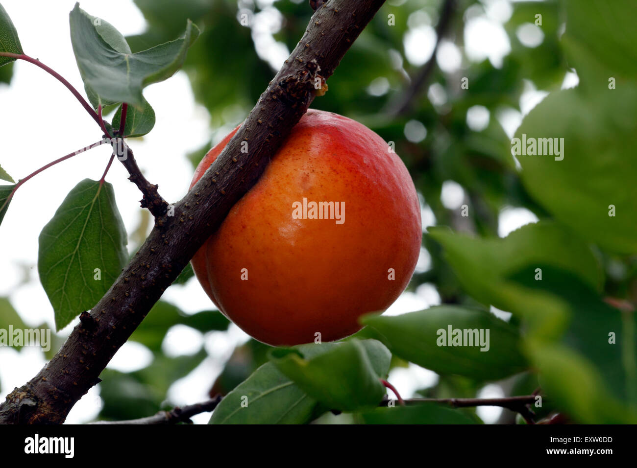 Apricot variety Lilicot, UK grown fruit, organic Stock Photo Alamy