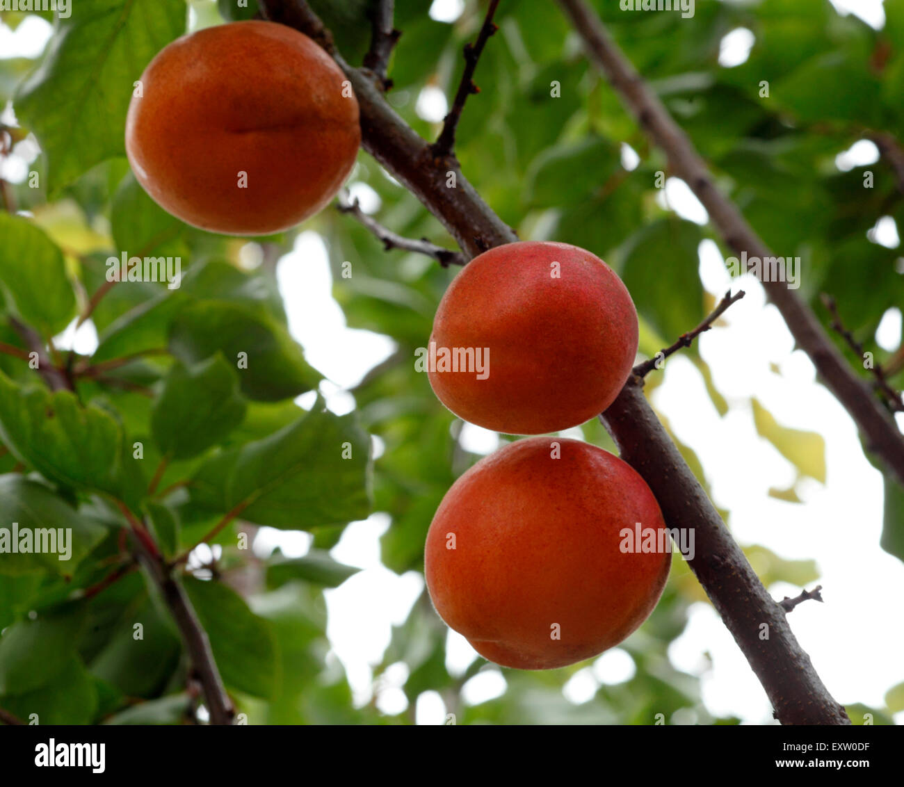 Apricot variety Lilicot, UK grown fruit, organic Stock Photo Alamy