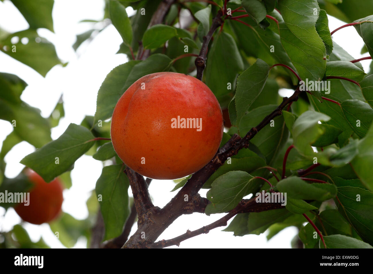 Apricot uk fruit hires stock photography and images Alamy