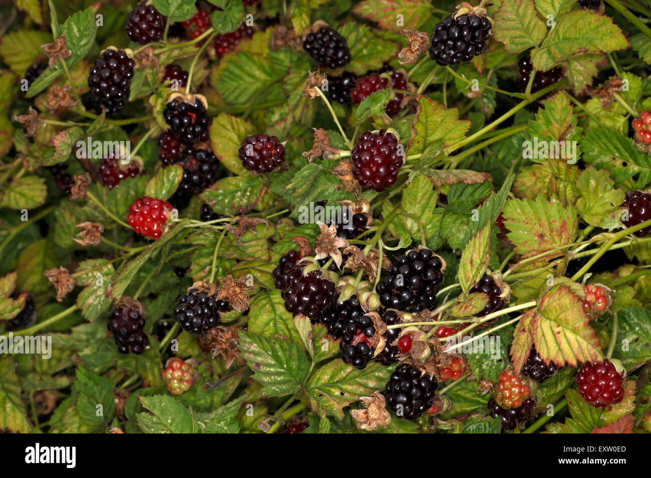 Boysenberries fruiting on trailing canes Stock Photo Alamy
