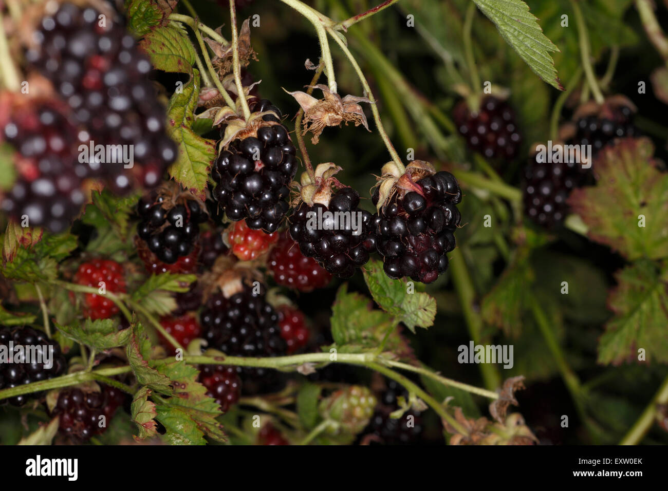Boysenberries fruiting on trailing canes Stock Photo Alamy