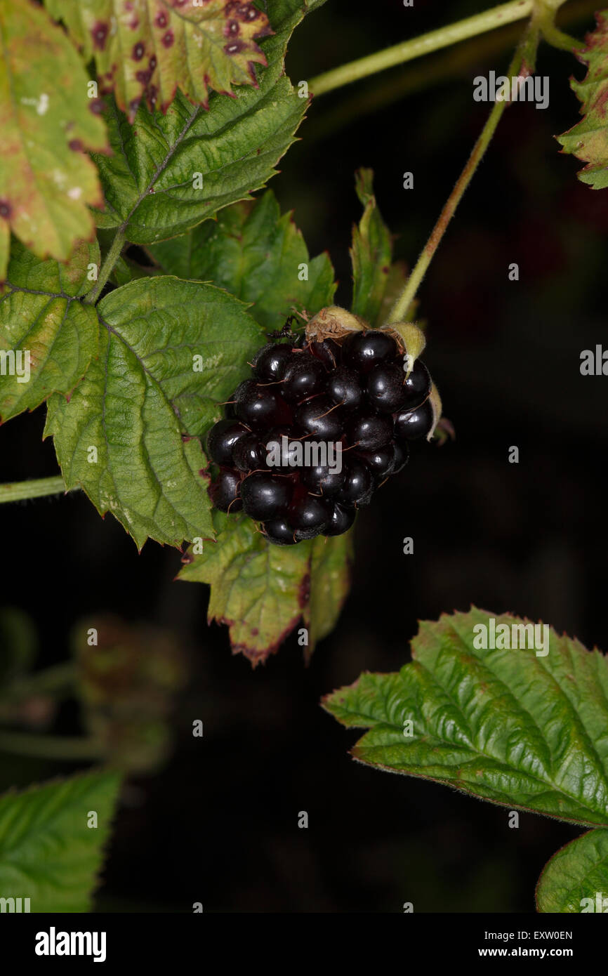 Boysenberries fruiting on trailing canes Stock Photo Alamy
