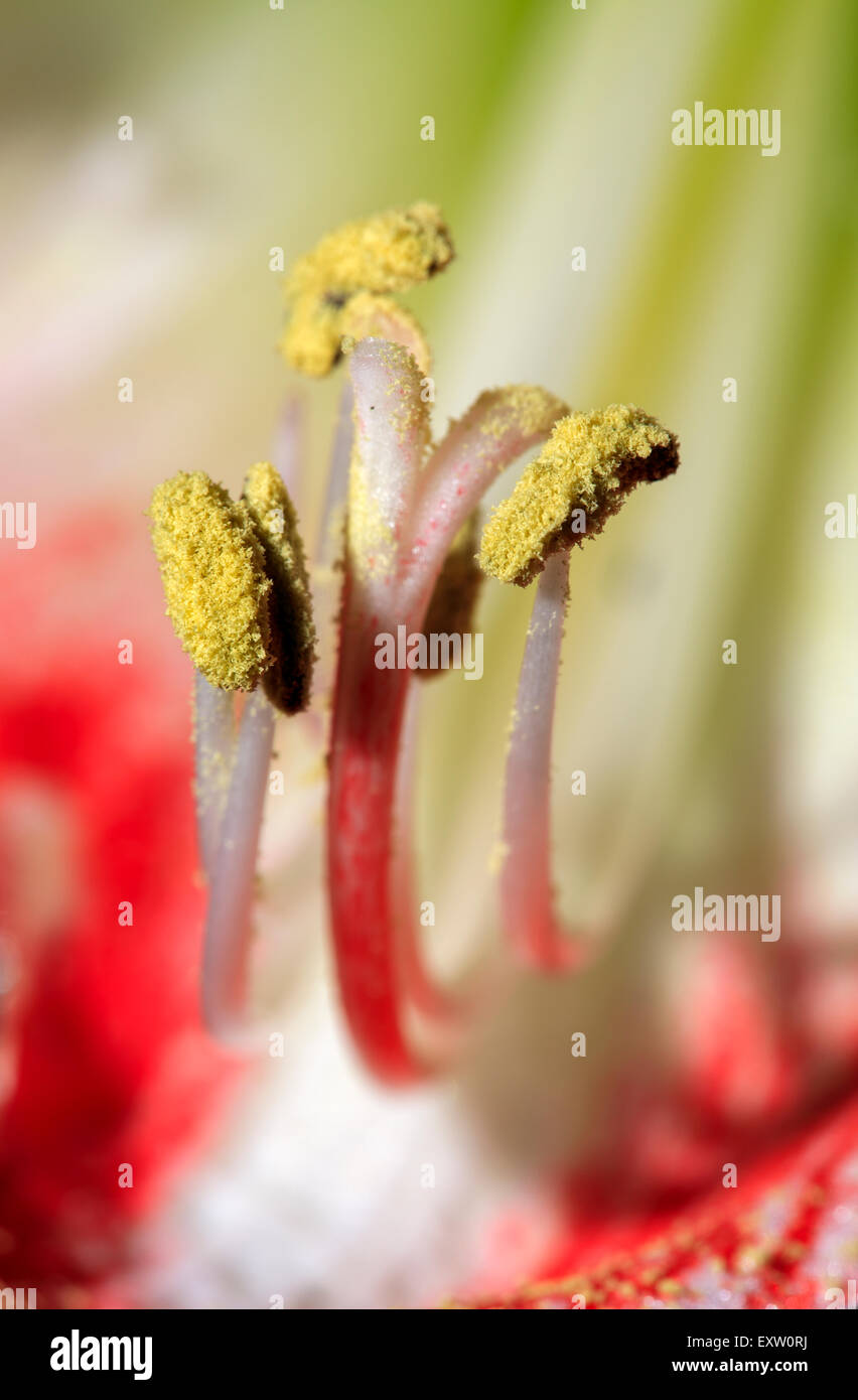 Closeup of Amarylis flower Anther and Stamen-Victoria, British Columbia, Canada. Stock Photo