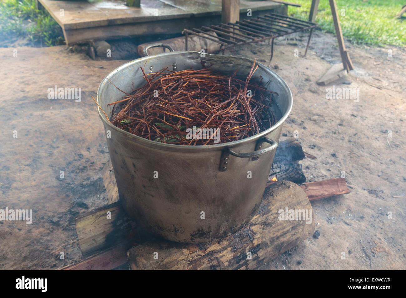 A forty litre pot boils, containing shredded Ayahuasca vine, or B caapi, and the leaves of the Chacruna bush which contain DMT. Stock Photo