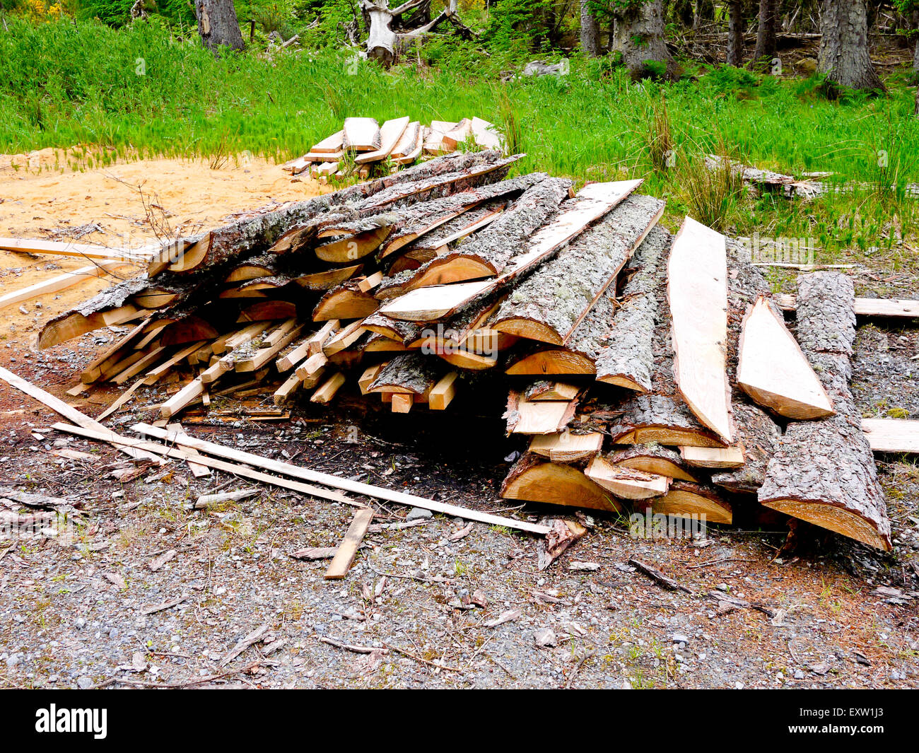 Sawn logs in Scottish forest, Scotland,UK Stock Photo