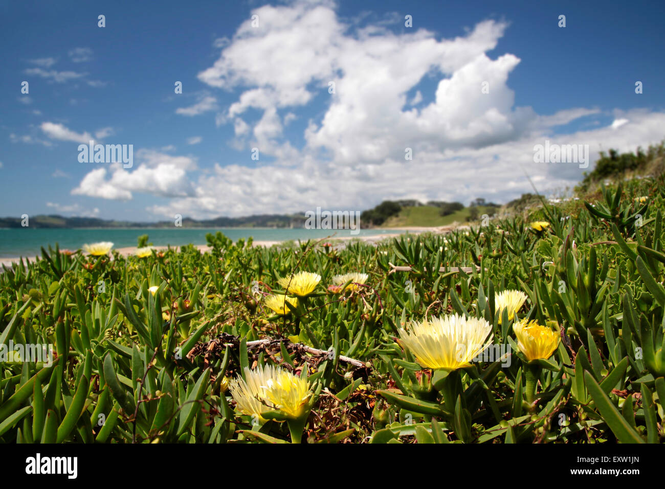 Beach with yellow Ice Plant at Whitianga, Coromandel Peninsula, New Zealand Stock Photo