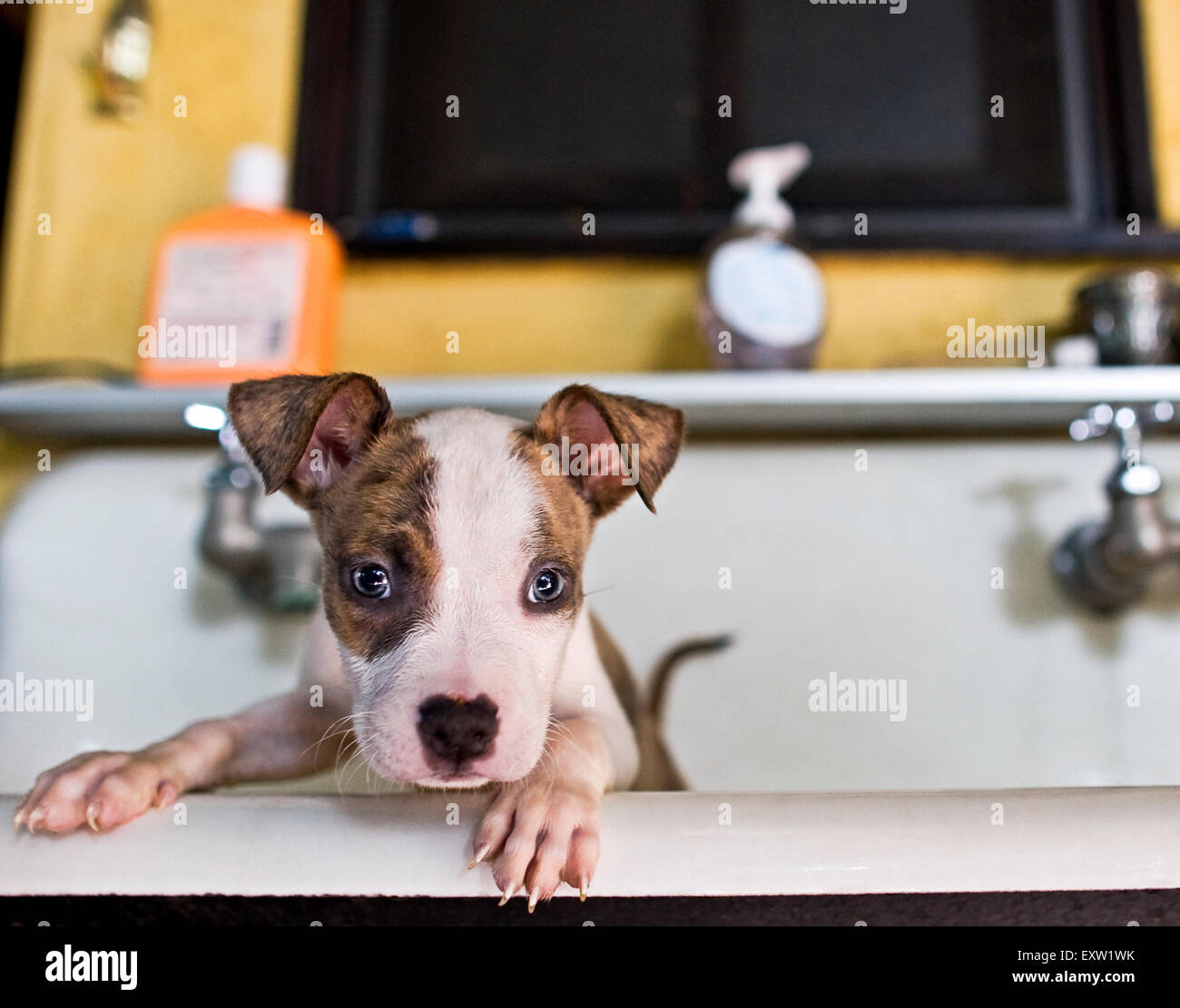Brown and white puppy with front feet up on side of big sink after a bath Stock Photo