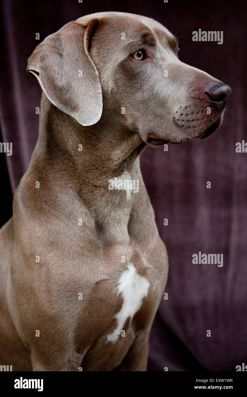 Three quarter profile portrait of young adult Weimaraner Dog against obscure velvet background Stock Photo