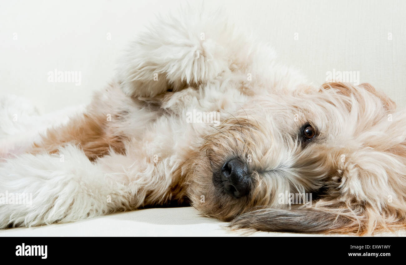 Adult Labradoodle dog laying down on side relaxing with eye contact Stock Photo