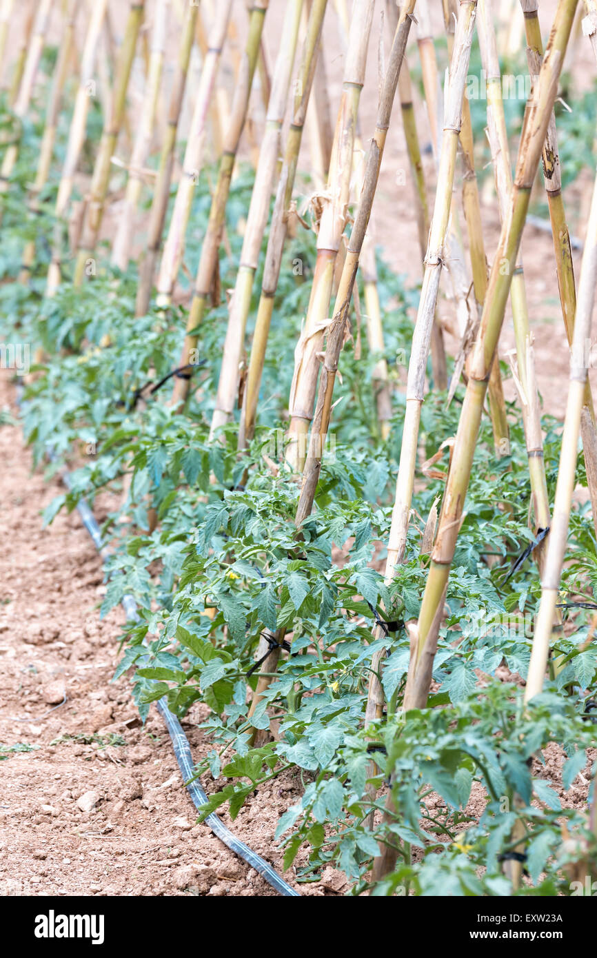 Typical tomato bush in a Garden of Spain Stock Photo