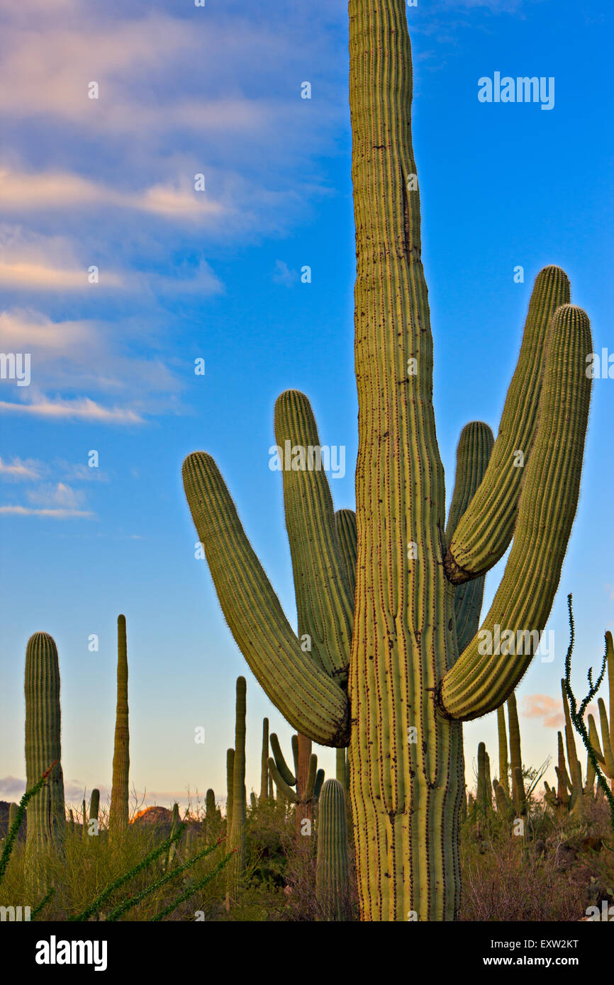 Saguaro cactus, Carnegiea gigantea, Saguaro National Park West, Saguaro ...