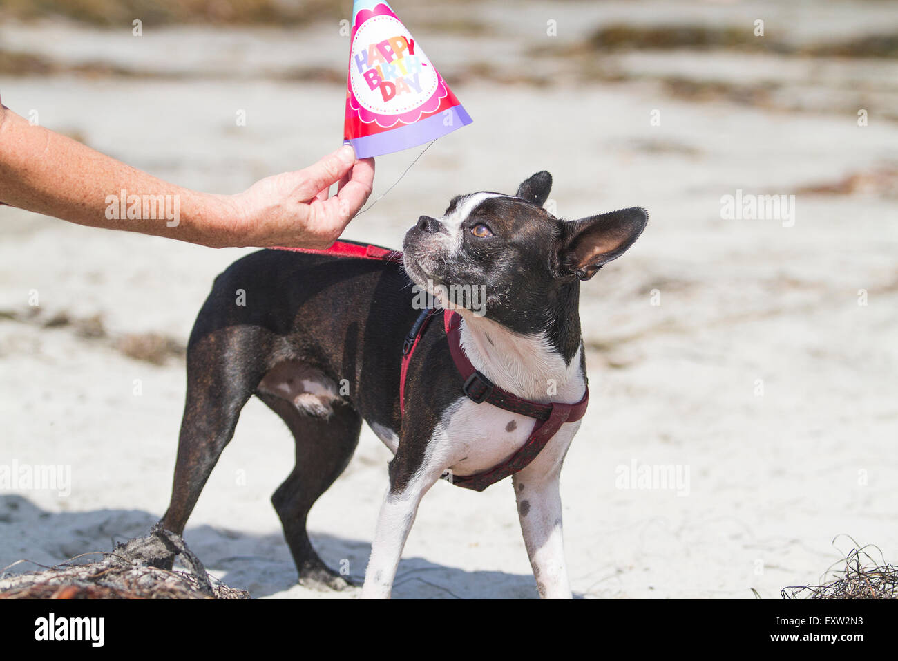 A Boston Terrier celebrating his birthday at Encinitas Dog Beach in California Stock Photo