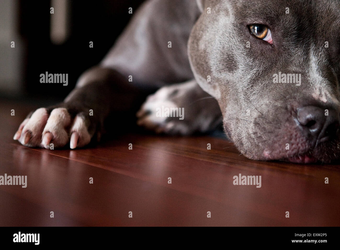 Seductive close up portrait, ground eye level, blue pitbull Stock Photo