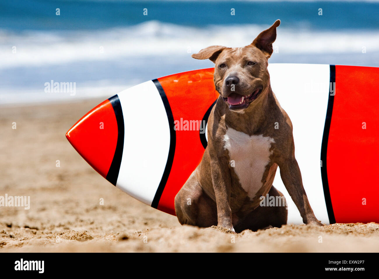 Smiling brown brindle Pitbull dog sitting in front of orange and white surf board at the beach Stock Photo