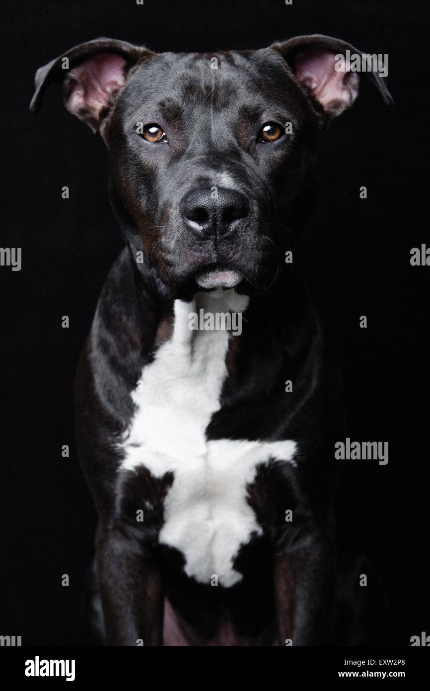 Stunning and intense studio portrait upper torso of black Pitbull on black background Pitbull Stock Photo