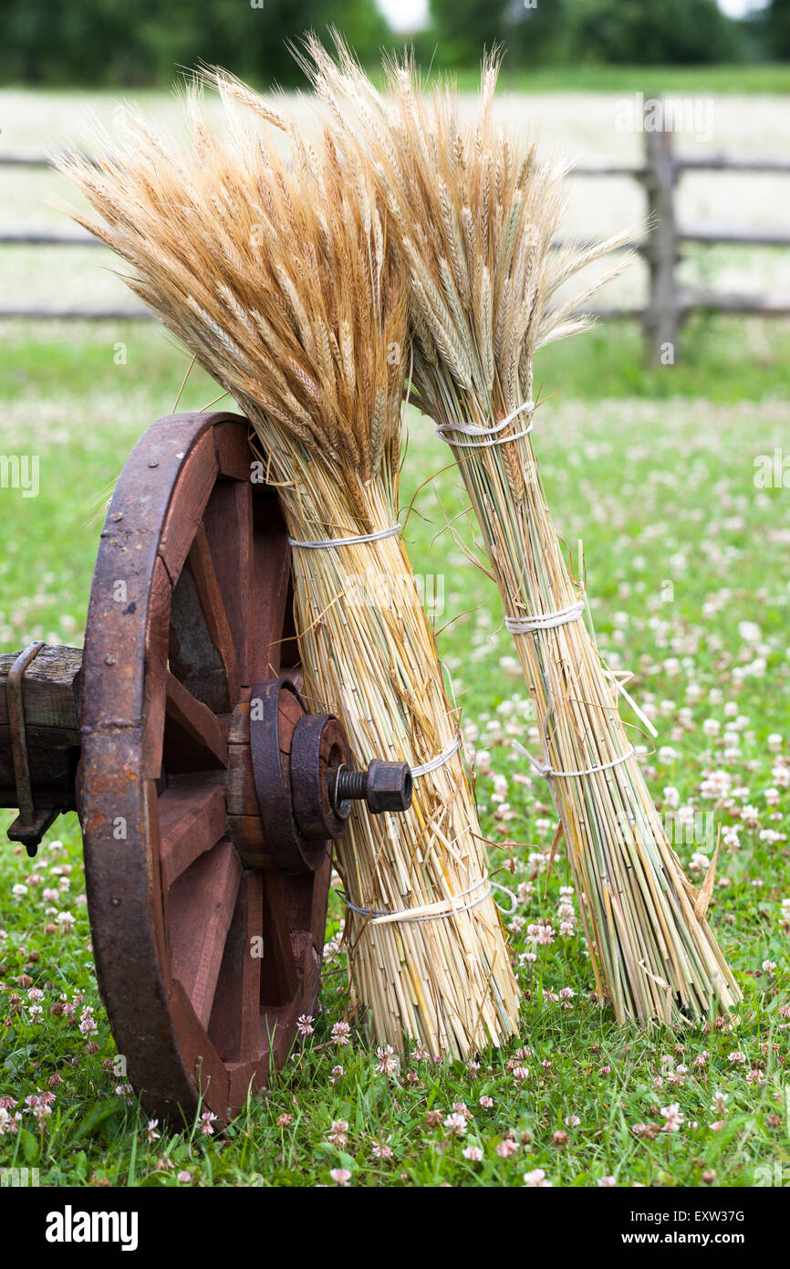 Sheaves of wheat hires stock photography and images Alamy