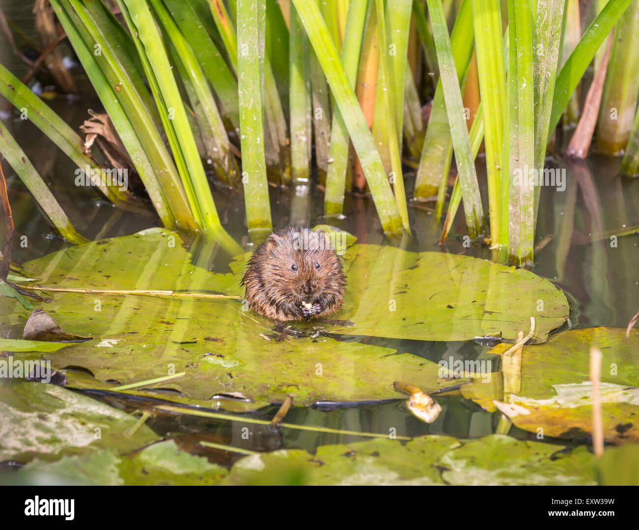 Water vole (Arvicola amphibius) at Wildfowl and Wetlands Trust, Arundel, West Sussex, UK sitting feeding on a water lily leaf, eating Stock Photo