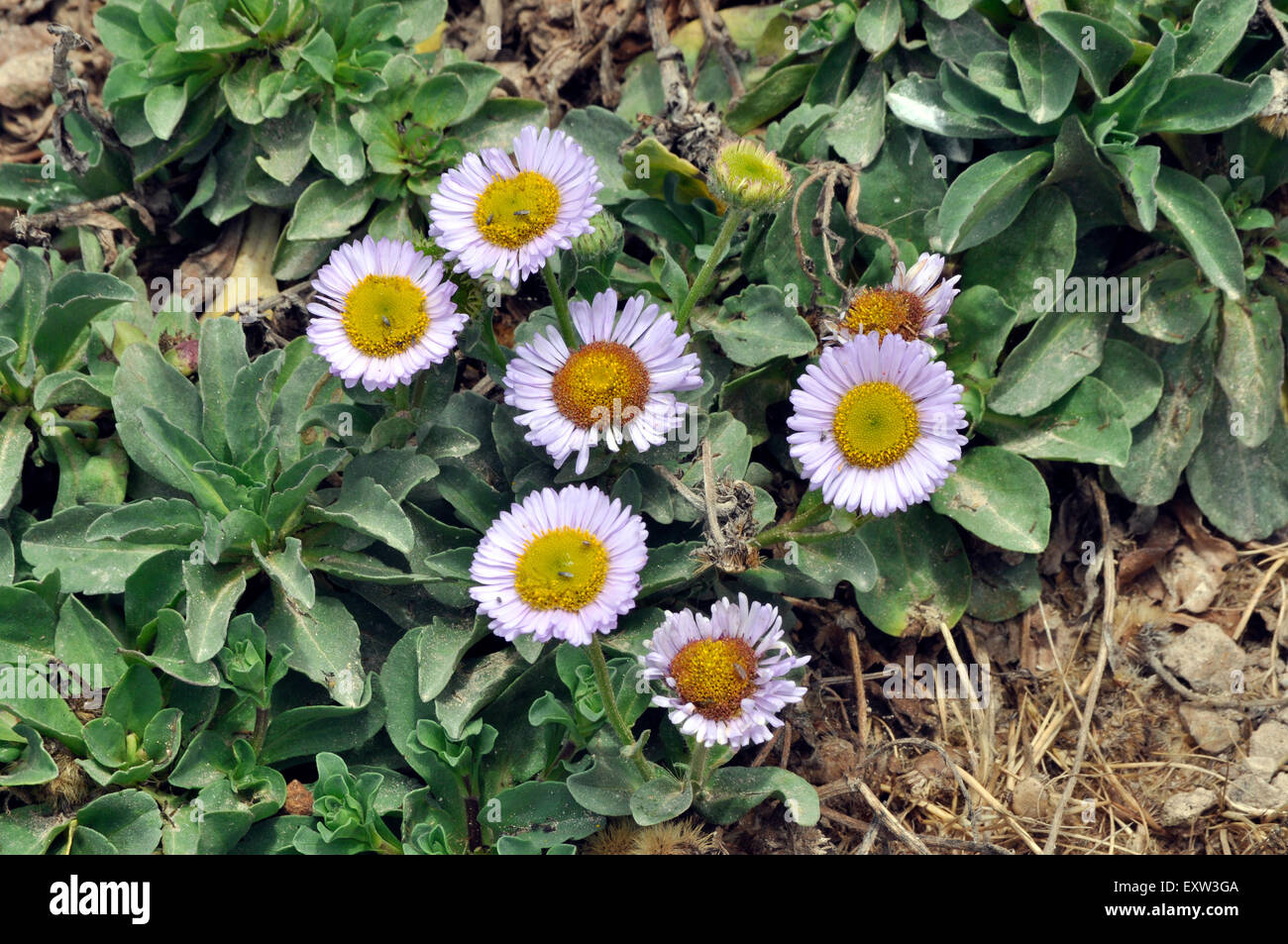 Seaside daisies, Erigeron glaucus, San Francisco, California, USA Stock