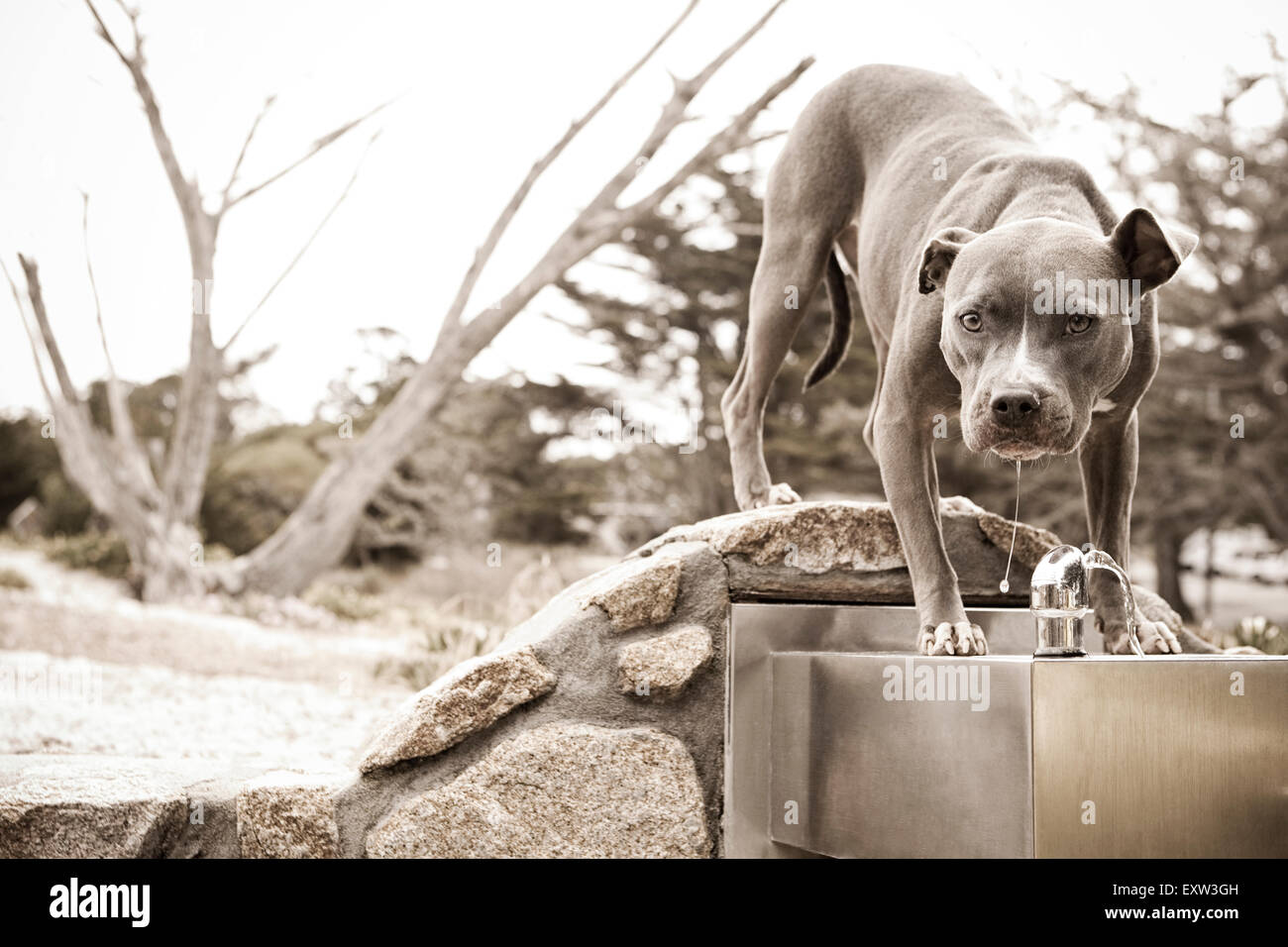 Adult Blue Pitbull drinks from water fountain Stock Photo
