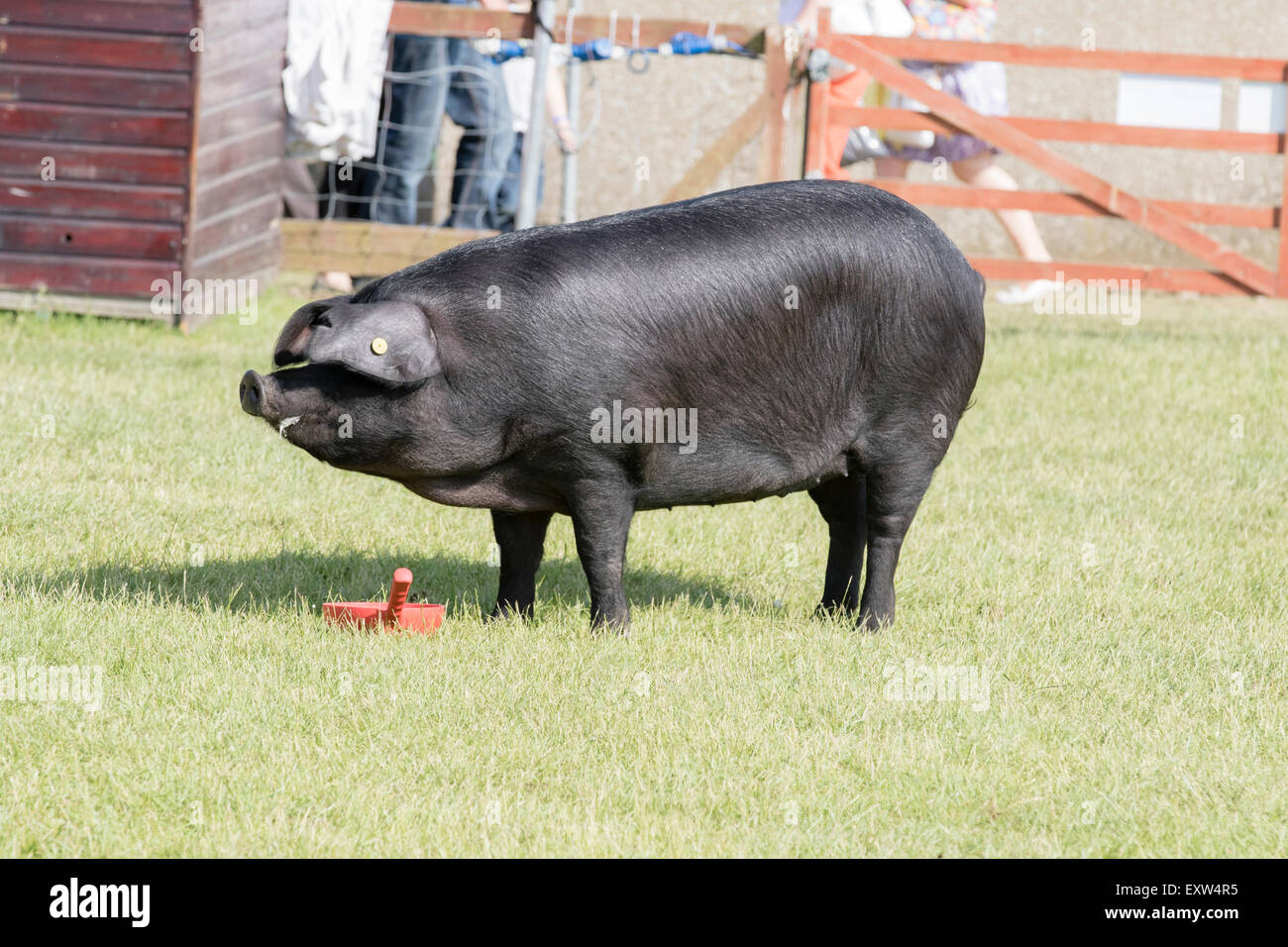 Yorkshire pig hi-res stock photography and images - Alamy