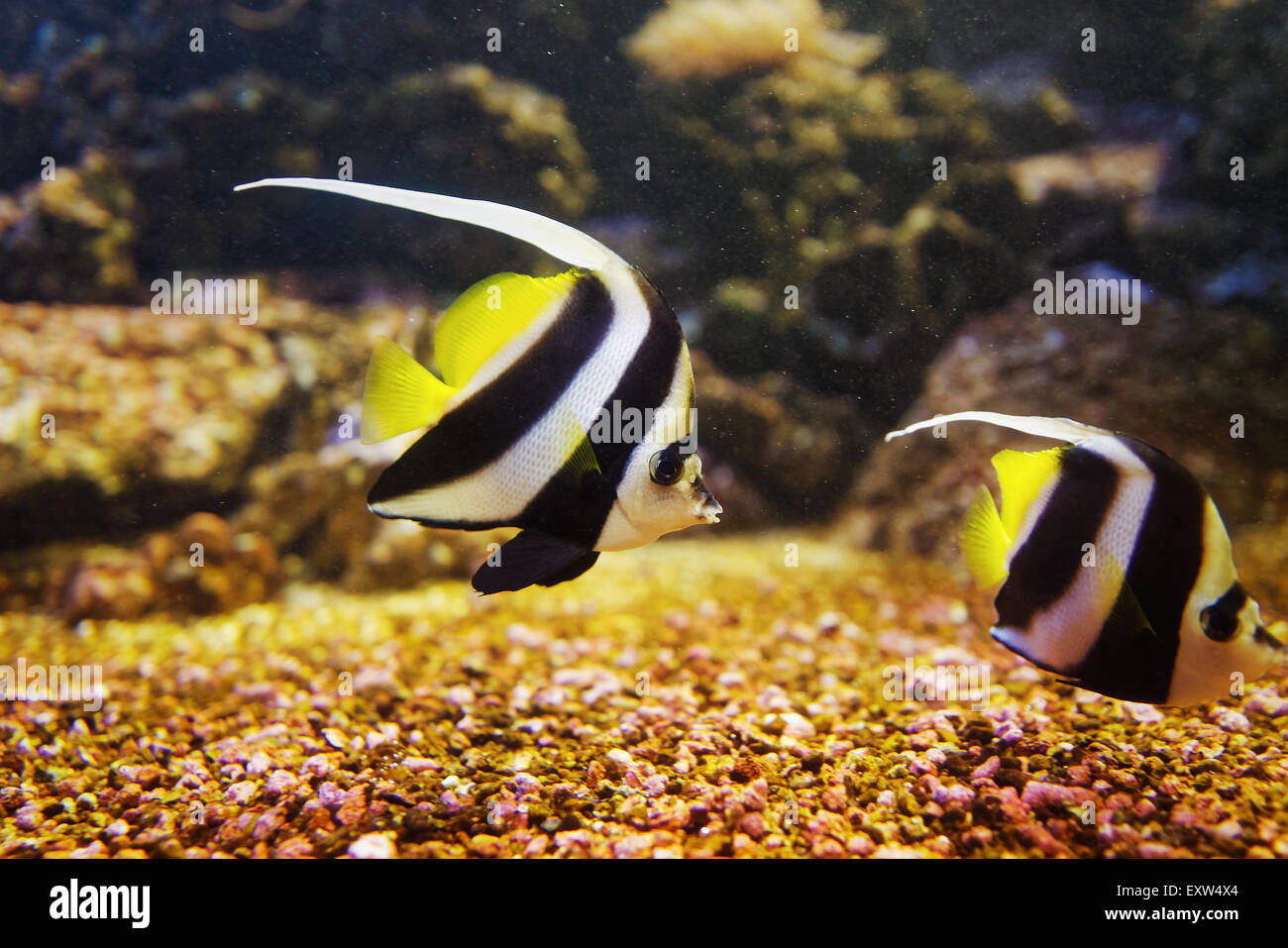 Heniochus monoceros, the Masked Bannerfish, tropical fish of the family Chaetodontidae swimming in crystal sea water. Stock Photo