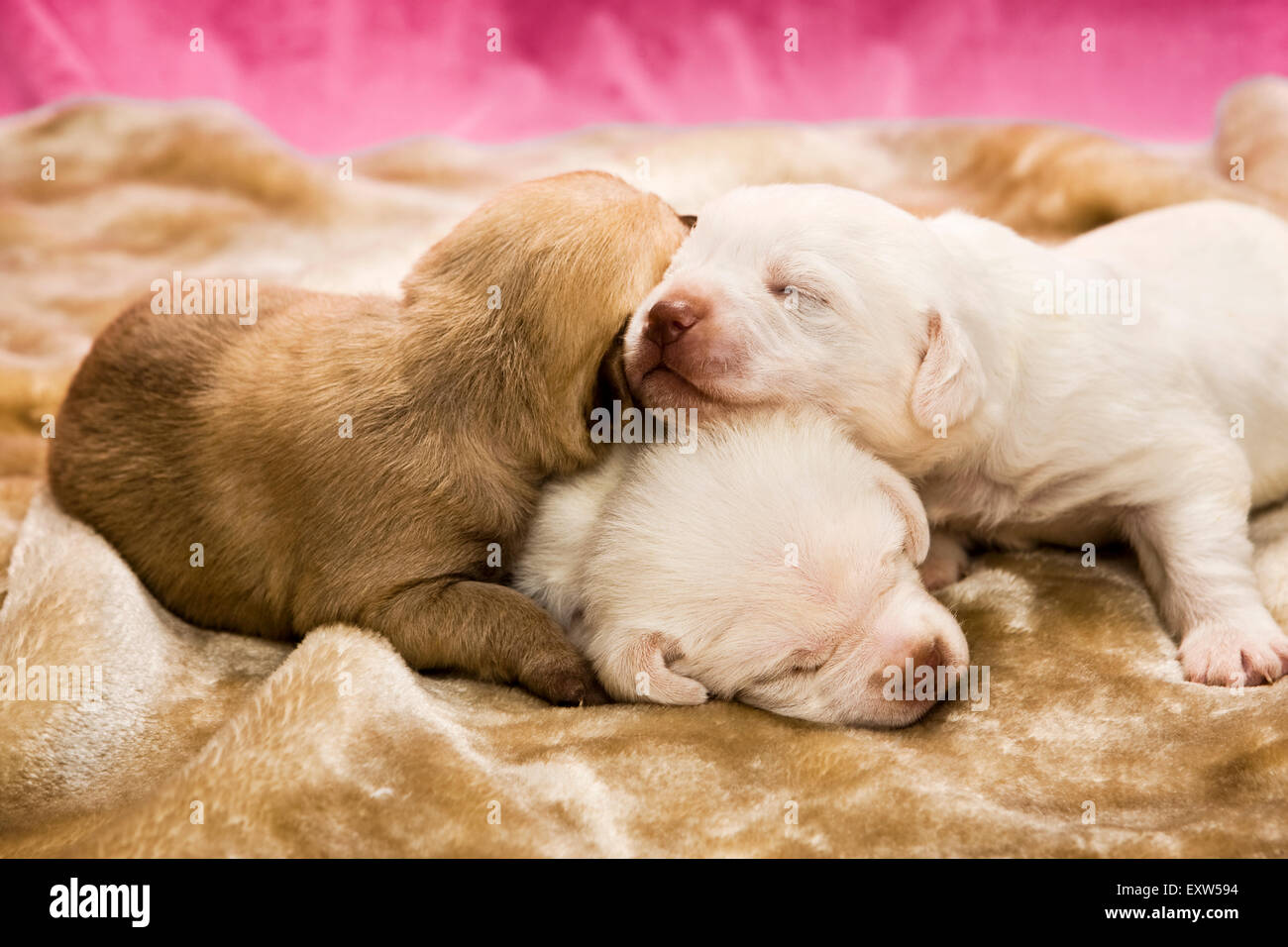 Three one week old puppies asleep on top of each other Stock Photo