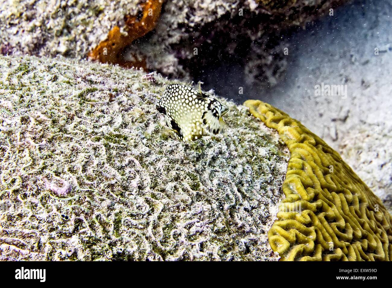 Smooth Trunkfish Swimming over a partially dead brain coral, at Buddy's Reef, Bonaire Stock Photo