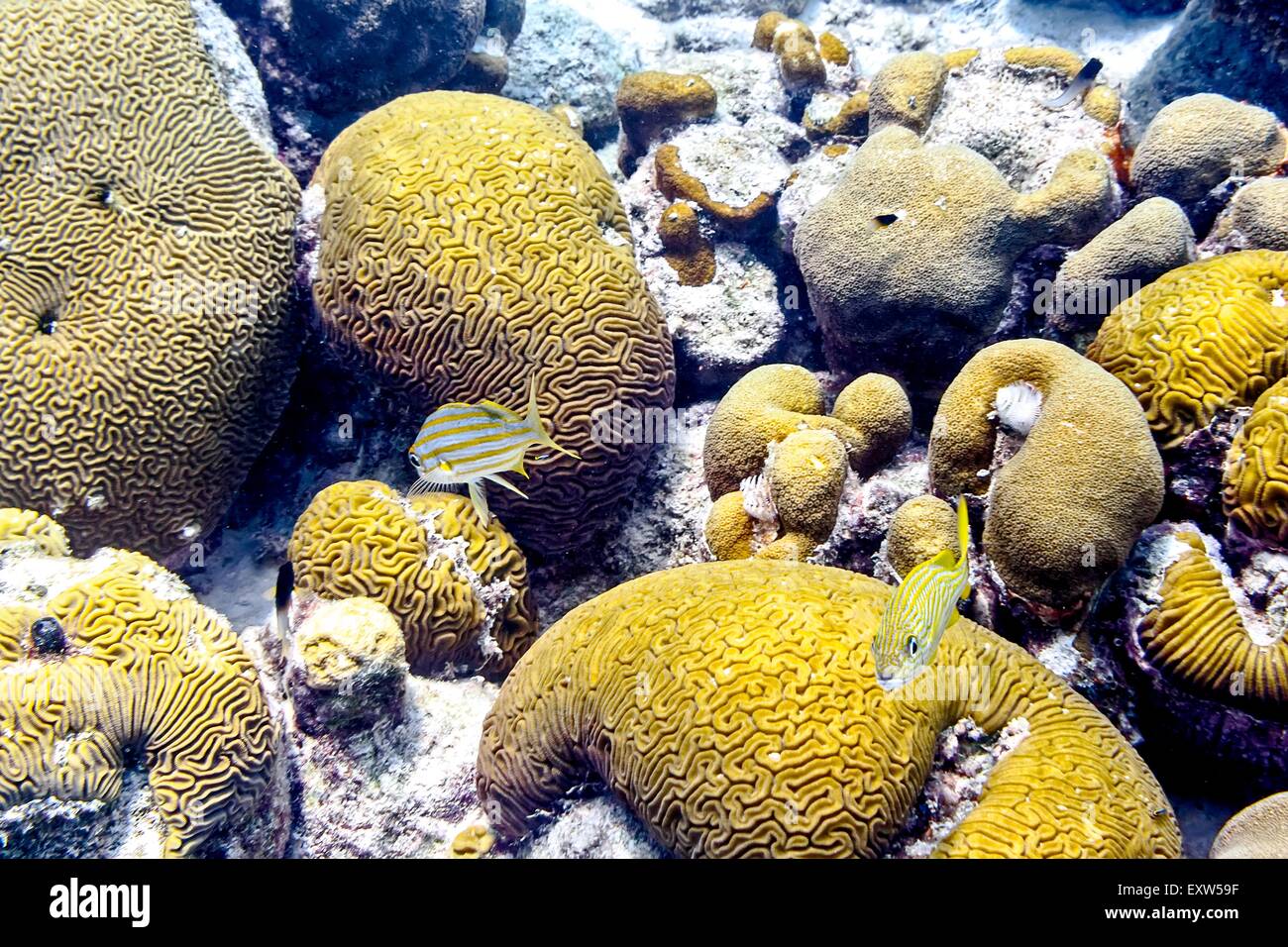 Small Mouth Grunt Swimming Among Brain Corals at Buddy's Reef, Close-up Shot, Bonaire, Netherlands Antilles Stock Photo