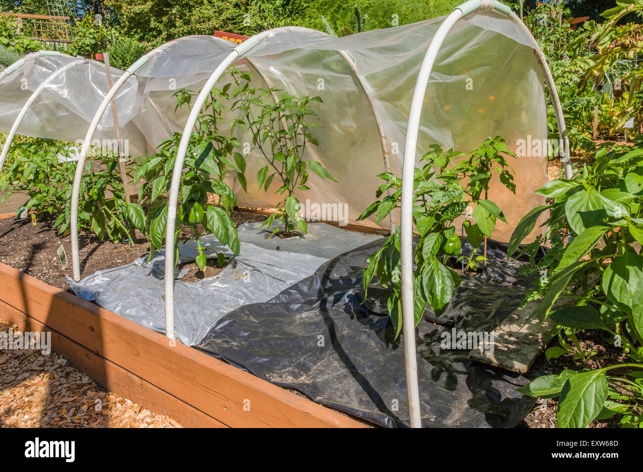 Better Belle sweet bell pepper plants growing in a raised bed garden