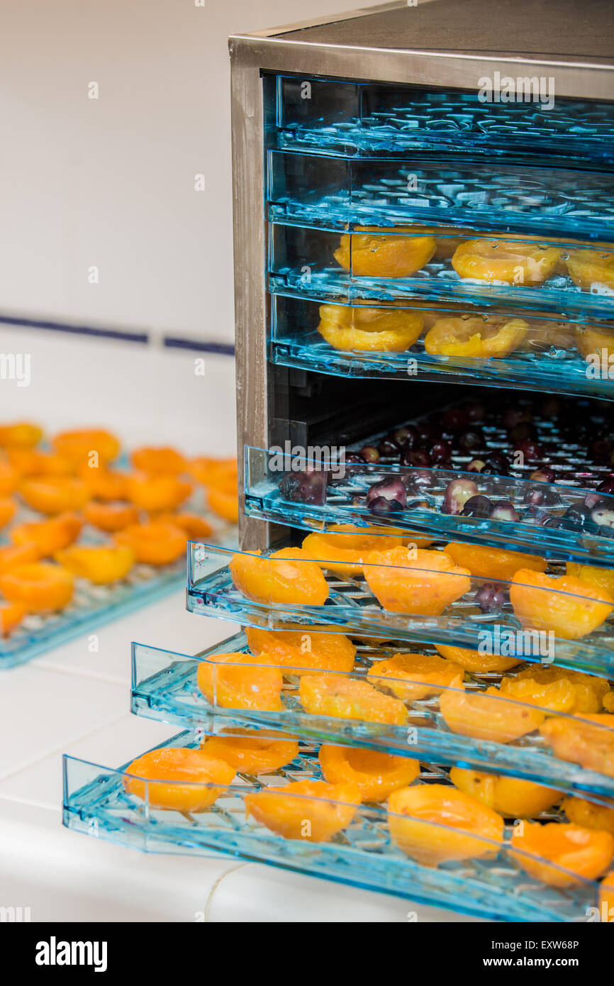 https://c8.alamy.com/comp/EXW68P/electric-dehydrator-full-of-raw-apricot-and-cherry-halves-ready-to-EXW68P.jpg