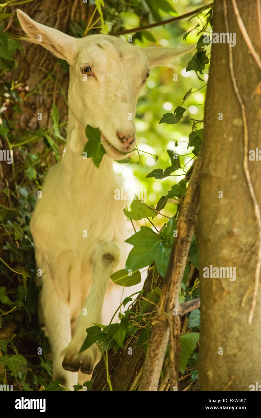 Goat eating brush, including blackberry vines, from the hillside of a