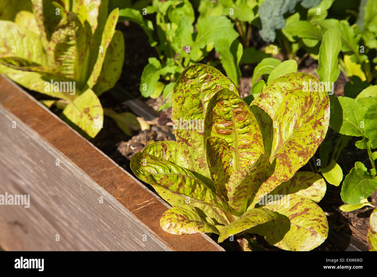 Flashy Trout's Back Lettuce plants growing in a raised bed vegetable garden in Issaquah, Washington, USA Stock Photo