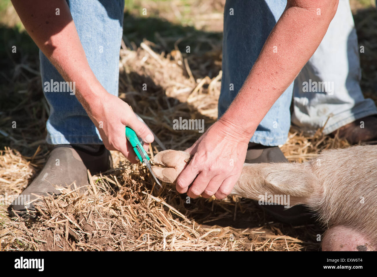 Hoof Trimming Hi Res Stock Photography And Images Alamy