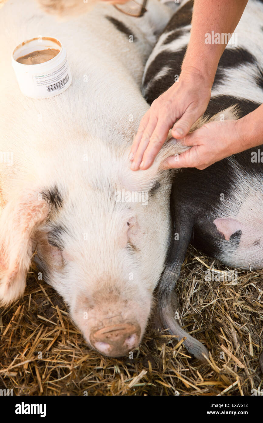 Gloucestershire (or Gloucester) Old Spots pig getting ear care in