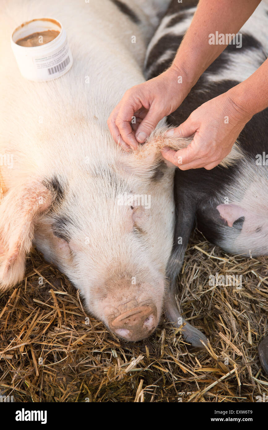 Gloucestershire (or Gloucester) Old Spots pig getting ear care in