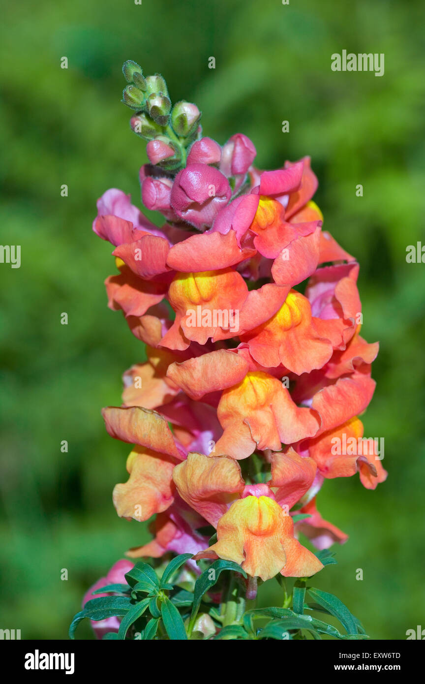 Orange and yellow Snapdragons in San Jose, California, USA Stock Photo