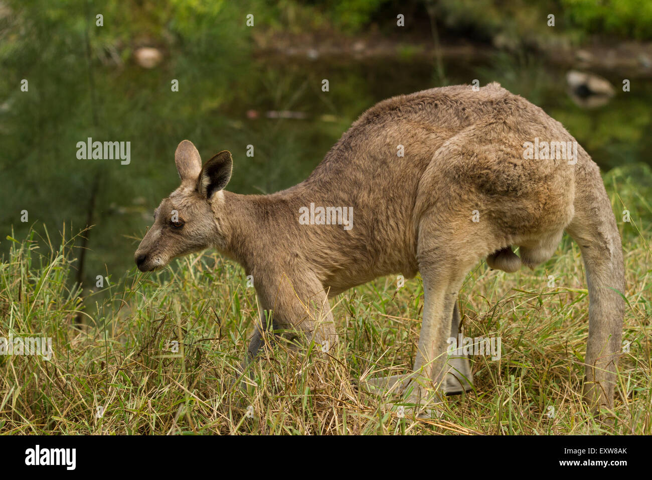 Eastern Grey Kangaroo,Macropus giganteus , leaning over grazing. Stock Photo