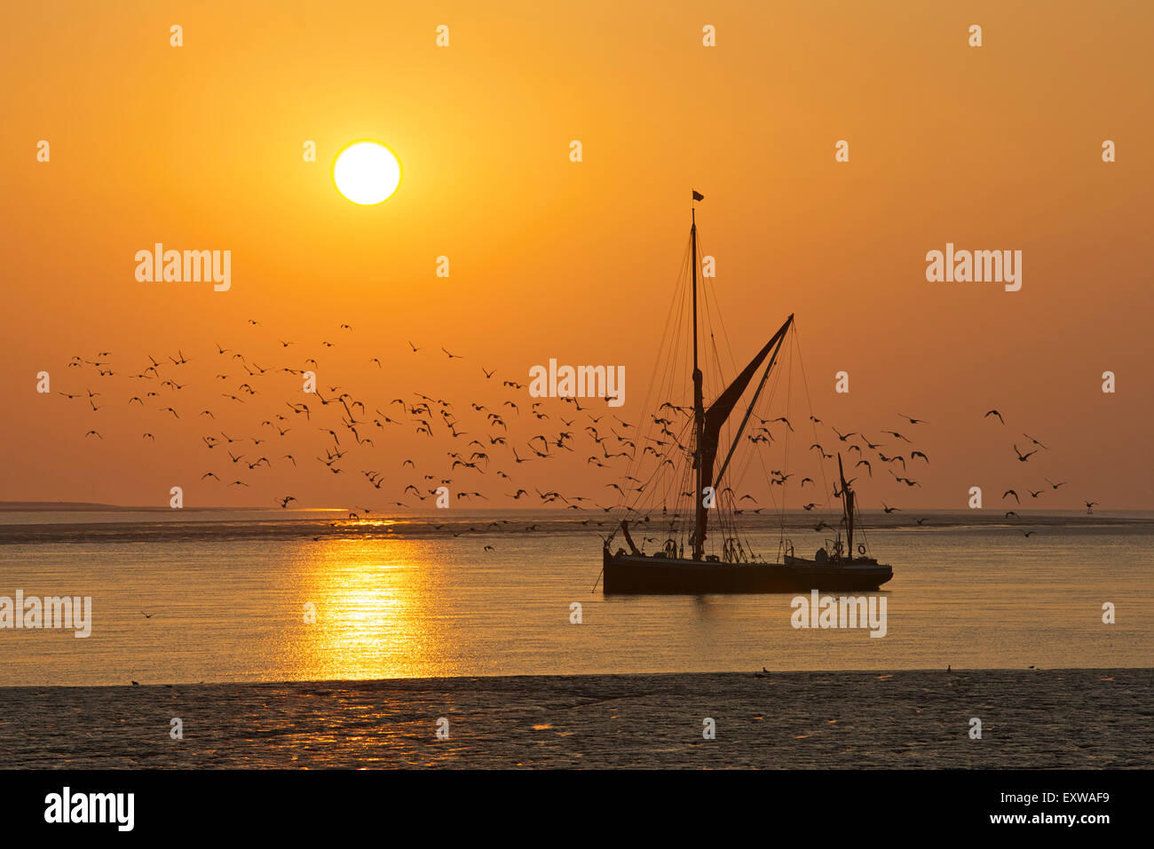 Swale Estuary, Kent, UK. 17th July 2015: UK Weather. Birds flock at sunrise over the Thames sailing barge 'Orinoco' moored near the entrance to Faversham creek as another warm summers day starts. The Orinoco was built in 1895 and is one of only a handful of seaworthy Thames sailing barges left, and is available for private charter Credit:  Alan Payton/Alamy Live News Stock Photo