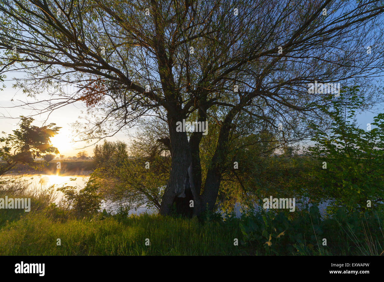 summer sunrise over the river with a fog Stock Photo - Alamy